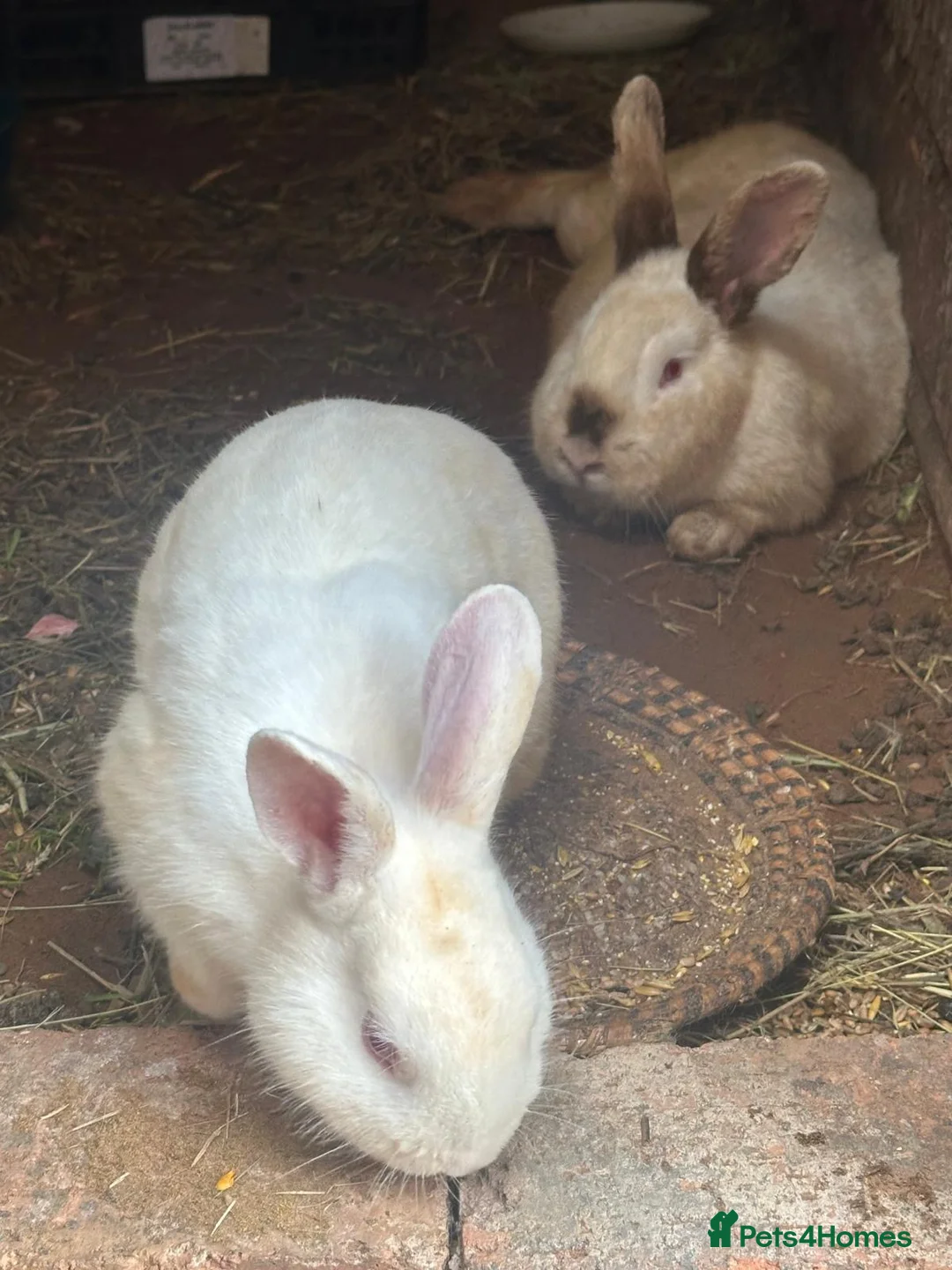 Mixed Breed rabbits for sale: 3 rabbits with babies  - Advert 2