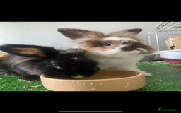 Lionhead rabbits for sale: 1 Male&1 Female lionhead rabbits available. - Image 9
