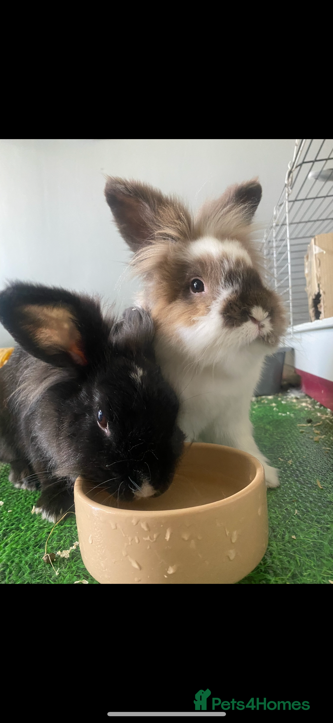 Lionhead rabbits for sale: 1 Male&1 Female lionhead rabbits available. - Image 9