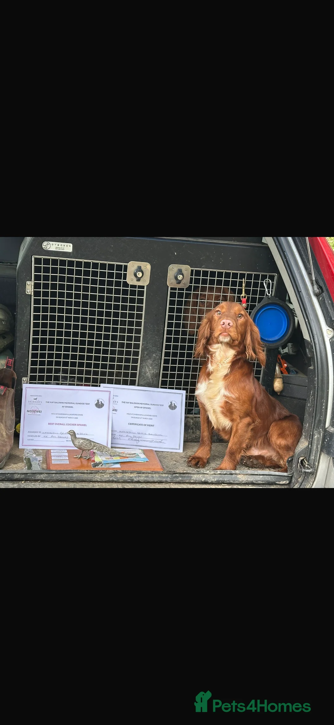Cocker Spaniel dogs for stud: Beautiful Working Cocker Spaniel for Stud - Advert 7
