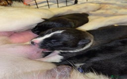 Akita dogs for sale: Beautiful American Akita Puppies  - Advert 15