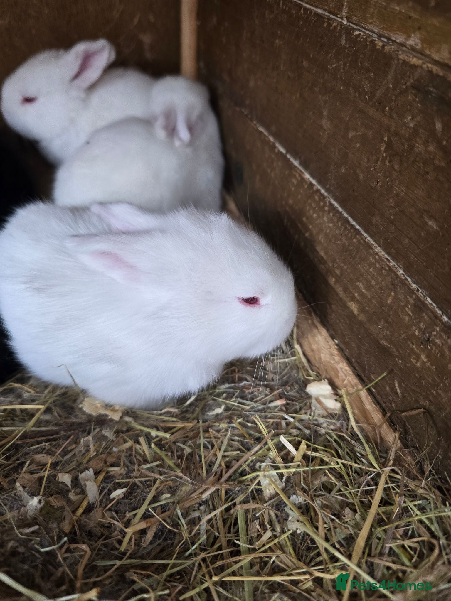 Continental Giant rabbits Continental Giant Rabbit Kits Bookings Now Open 🐰 - Advert 1