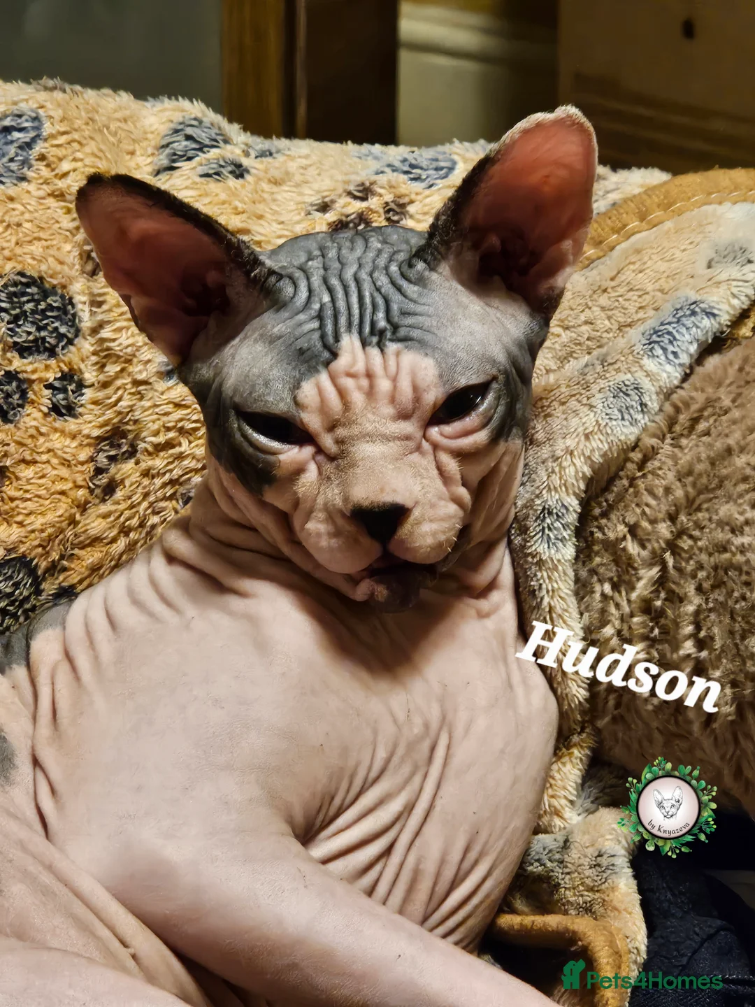 Sphynx cats for sale: Beautiful Canadian Sphynx Champion father line ❤️  - Advert 4
