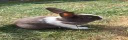 Mixed Breed rabbits for sale: 🐇2 left🐇Bunnies for sale all available - Advert 3