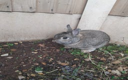 Netherland Dwarf rabbits for sale: Rehoming an adorable Netherland dwarf 🤍 - Image 4