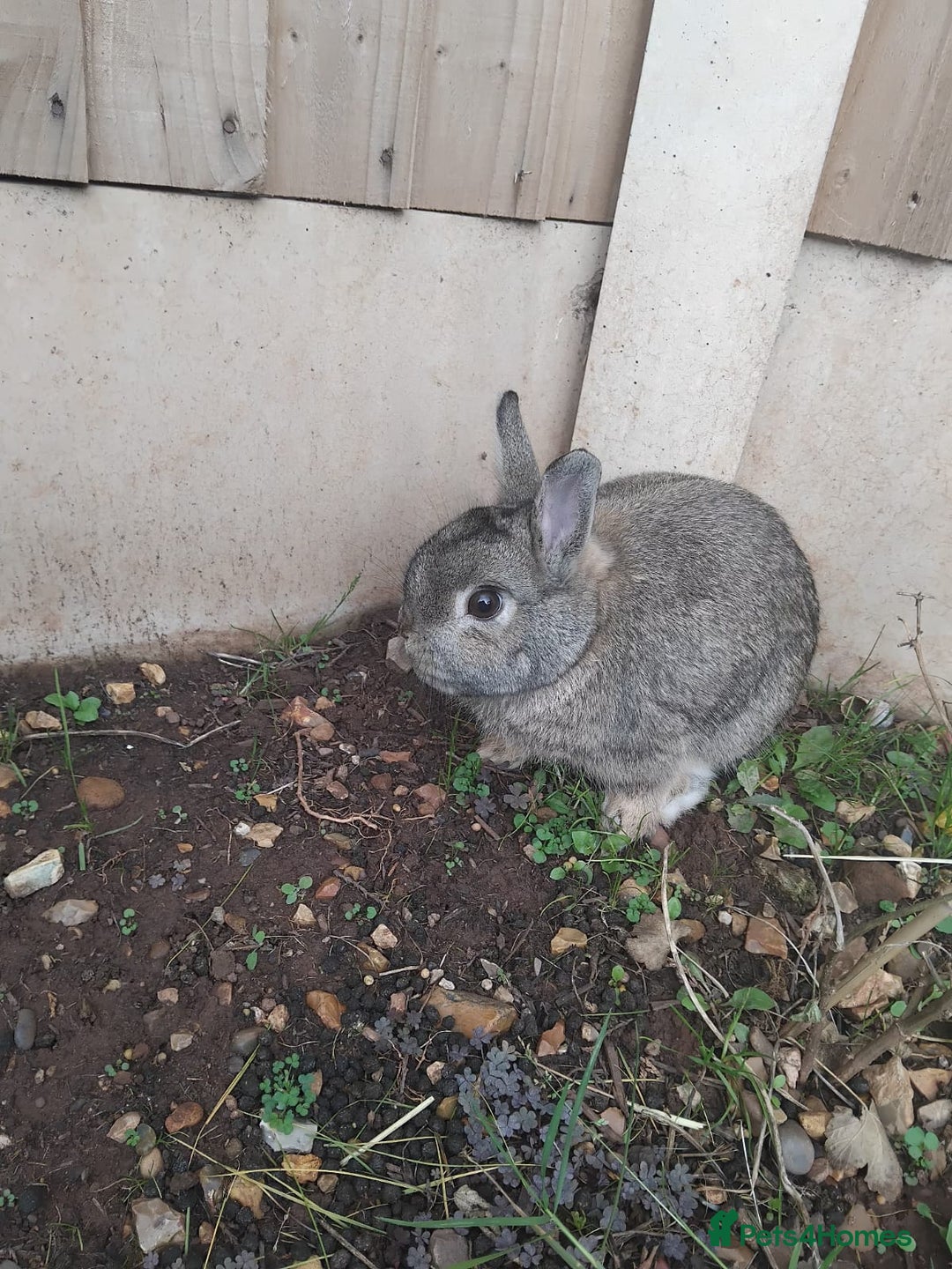 Netherland Dwarf rabbits for sale: Rehoming an adorable Netherland dwarf 🤍 - Image 4