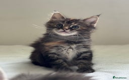 Maine Coon cats for sale: Ready NOW! TICA splendid Maine Coon - Image 19