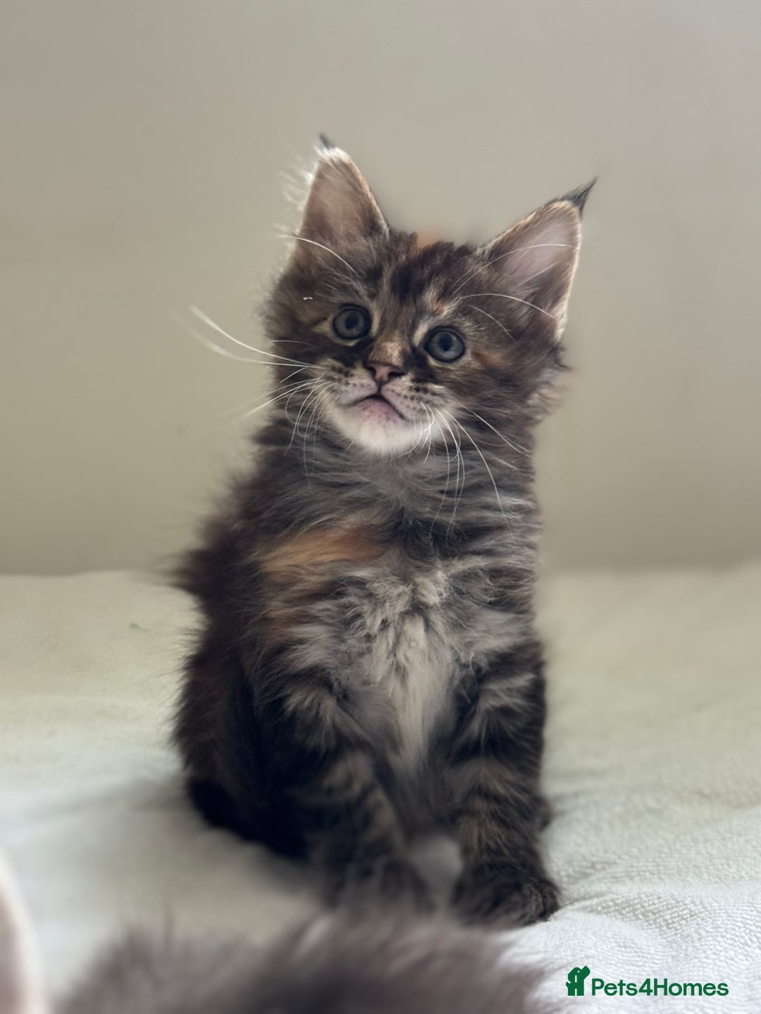 Maine Coon cats for sale: Ready NOW! TICA splendid Maine Coon - Image 19