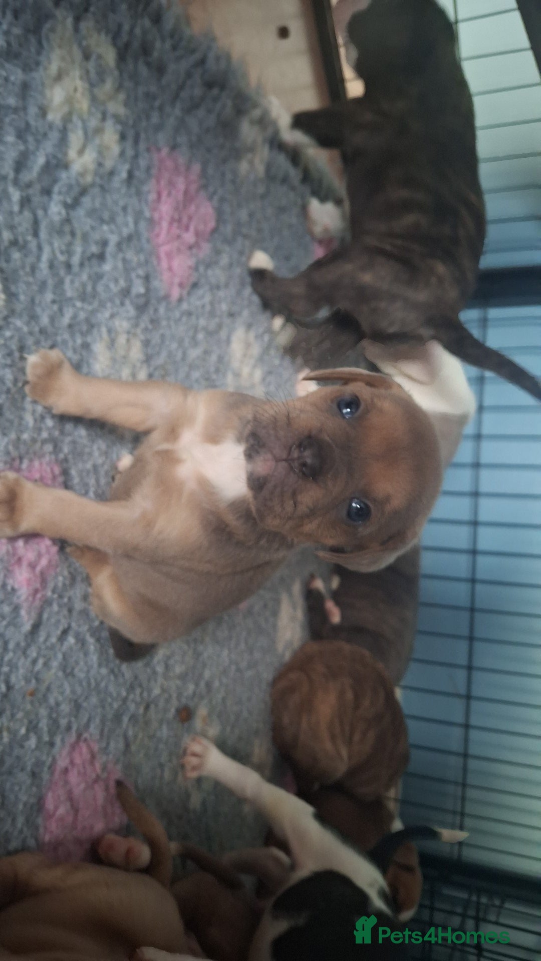 Mixed Breed dogs for sale: Old tyme x puppys  - Advert 17