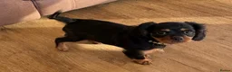 Cavalier King Charles Spaniel dogs for sale: KC registered Cavalier King Charles Ready Now - Advert 15