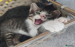 Domestic Shorthair cats for sale: 5 Beautiful Kittens Looking for Forever Homes - Image 2