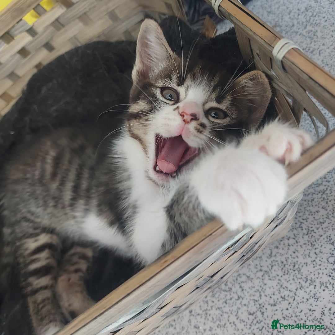 Domestic Shorthair cats for sale: 5 Beautiful Kittens Looking for Forever Homes - Image 2