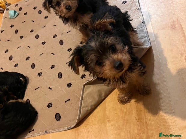 Yorkshire Terrier dogs - Advert 10