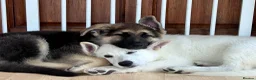 German Shepherd dogs for sale: READY NOW! Gorgeous long & med coat GSD Puppies  - Advert 1