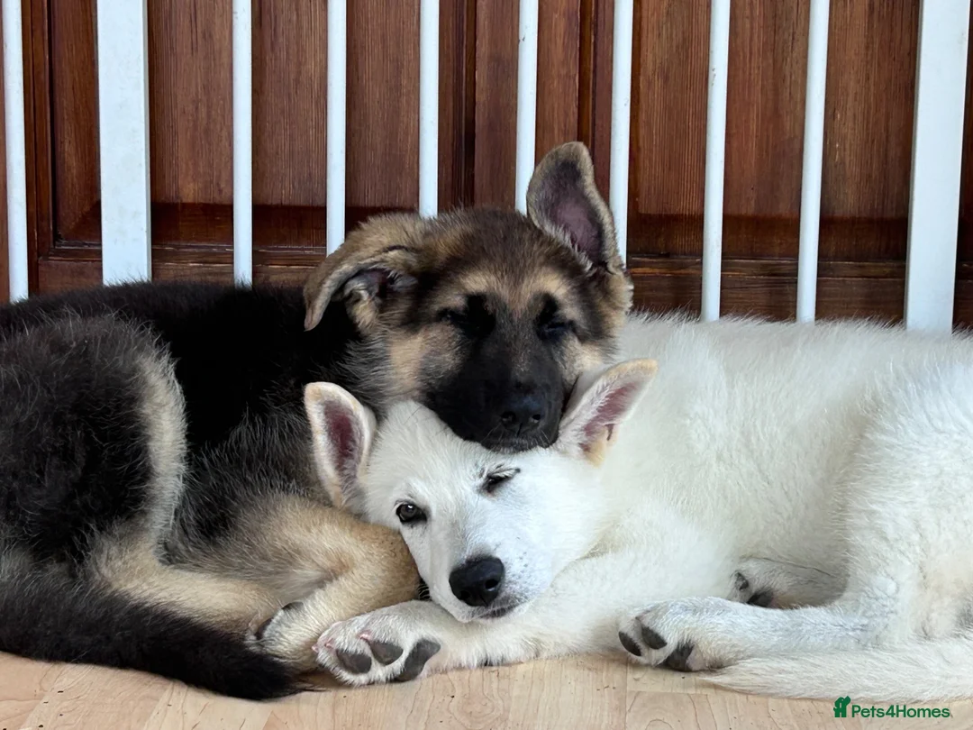 German Shepherd dogs for sale: READY NOW! Gorgeous long & med coat GSD Puppies  - Advert 1