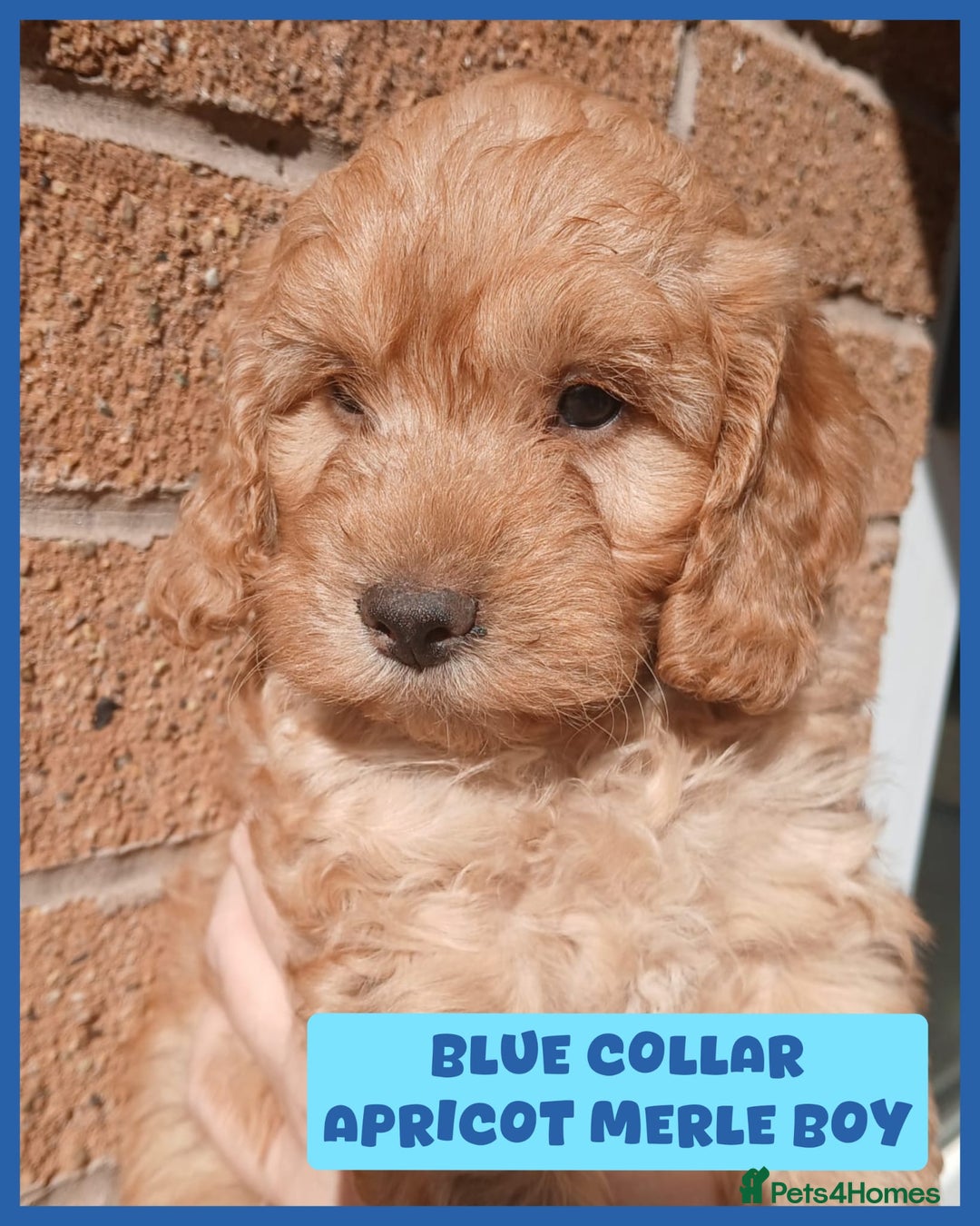 Cockapoo dogs for sale: READY NOW 5* F2B Apricot Merle Cockapoos - Image 5