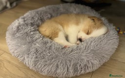 Border Collie dogs for sale: DUE 1st August Border collie Puppies - Image 33