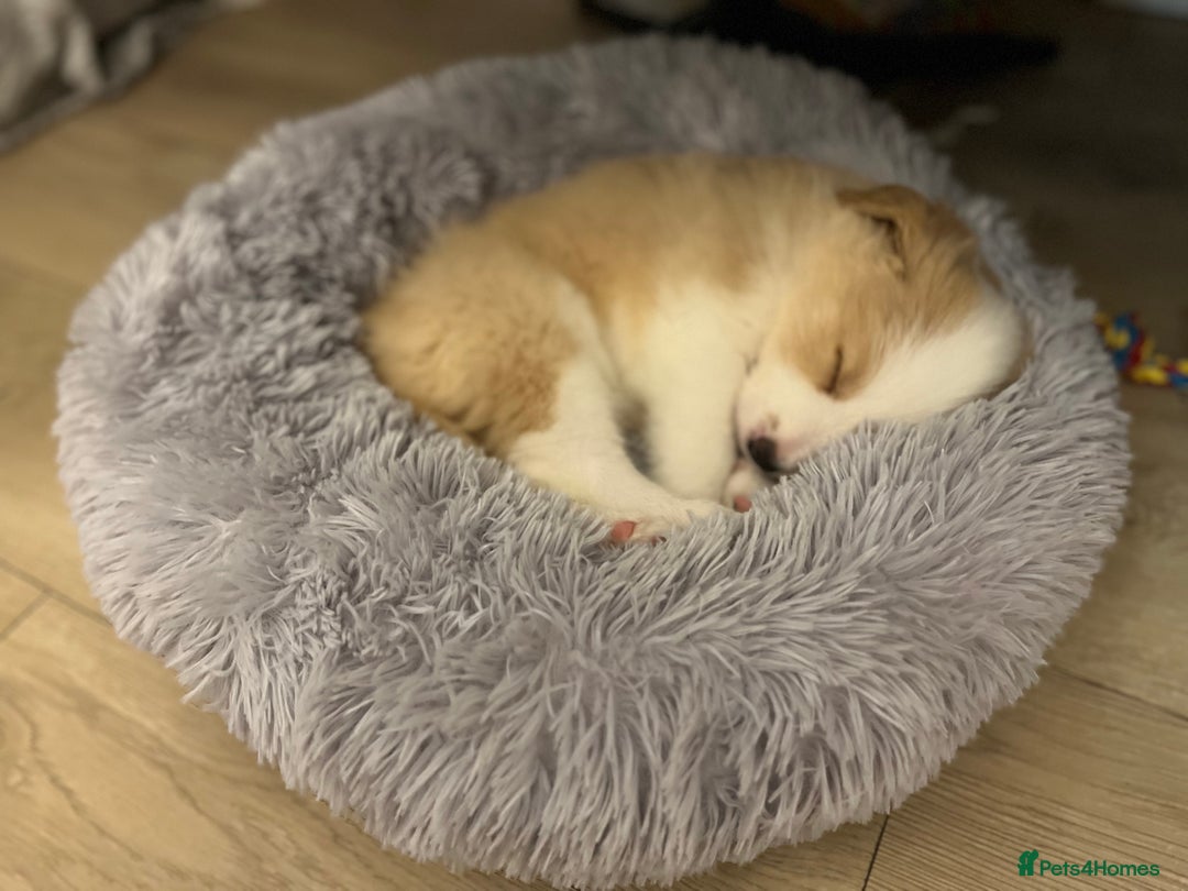 Border Collie dogs for sale: DUE 1st August Border collie Puppies - Image 33