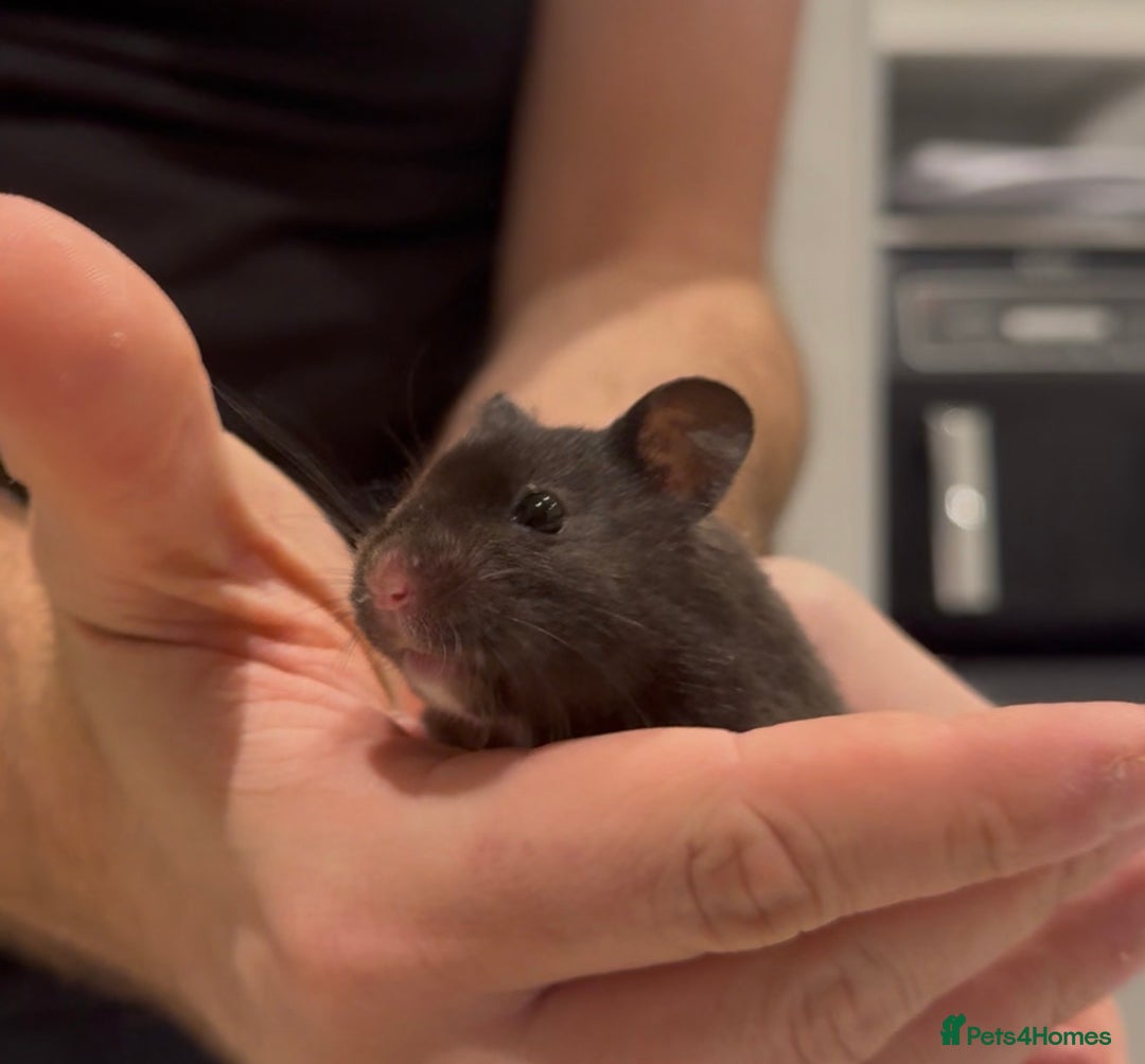 Hamster rodents for sale: Meet Sootie, Male Syrian for Adoption - Advert 3