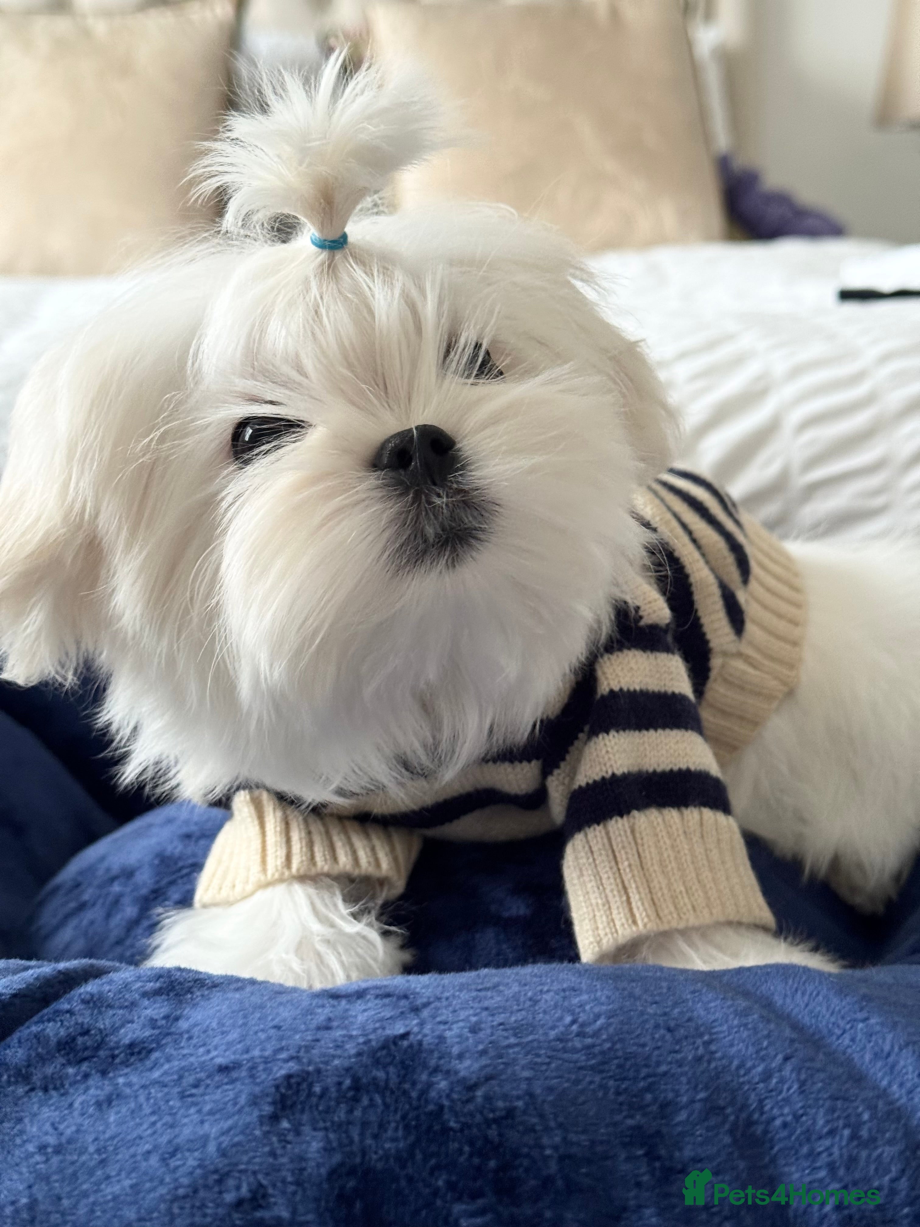 Maltese dogs Outstanding Quality Tiny  Maltese  - Advert 1