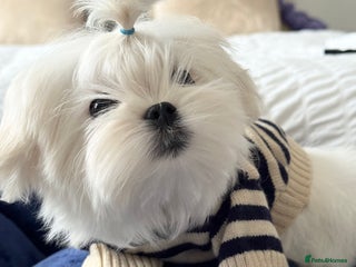 Maltese dogs Outstanding Quality Tiny Maltese - Advert 1