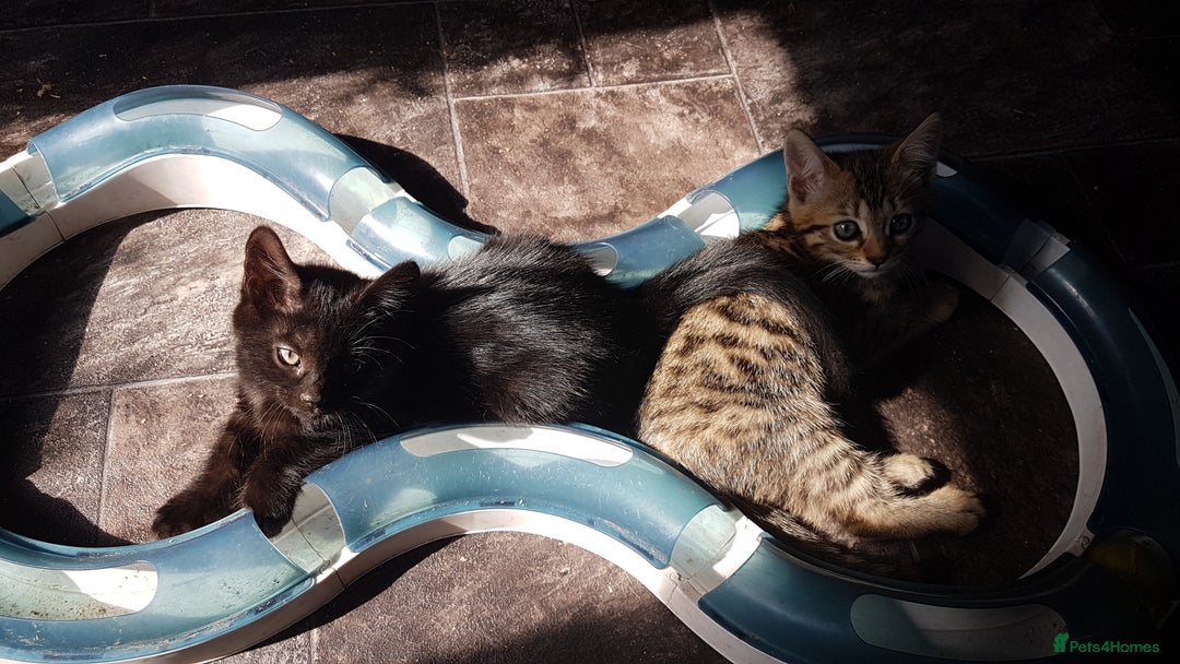 Mixed Breed cats for sale: Lovely Bengal Cross Kittens - Image 5