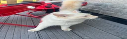 Mixed Breed cats for sale: Woody 🤠 7-month-old Male Cat in Fowey - Advert 6