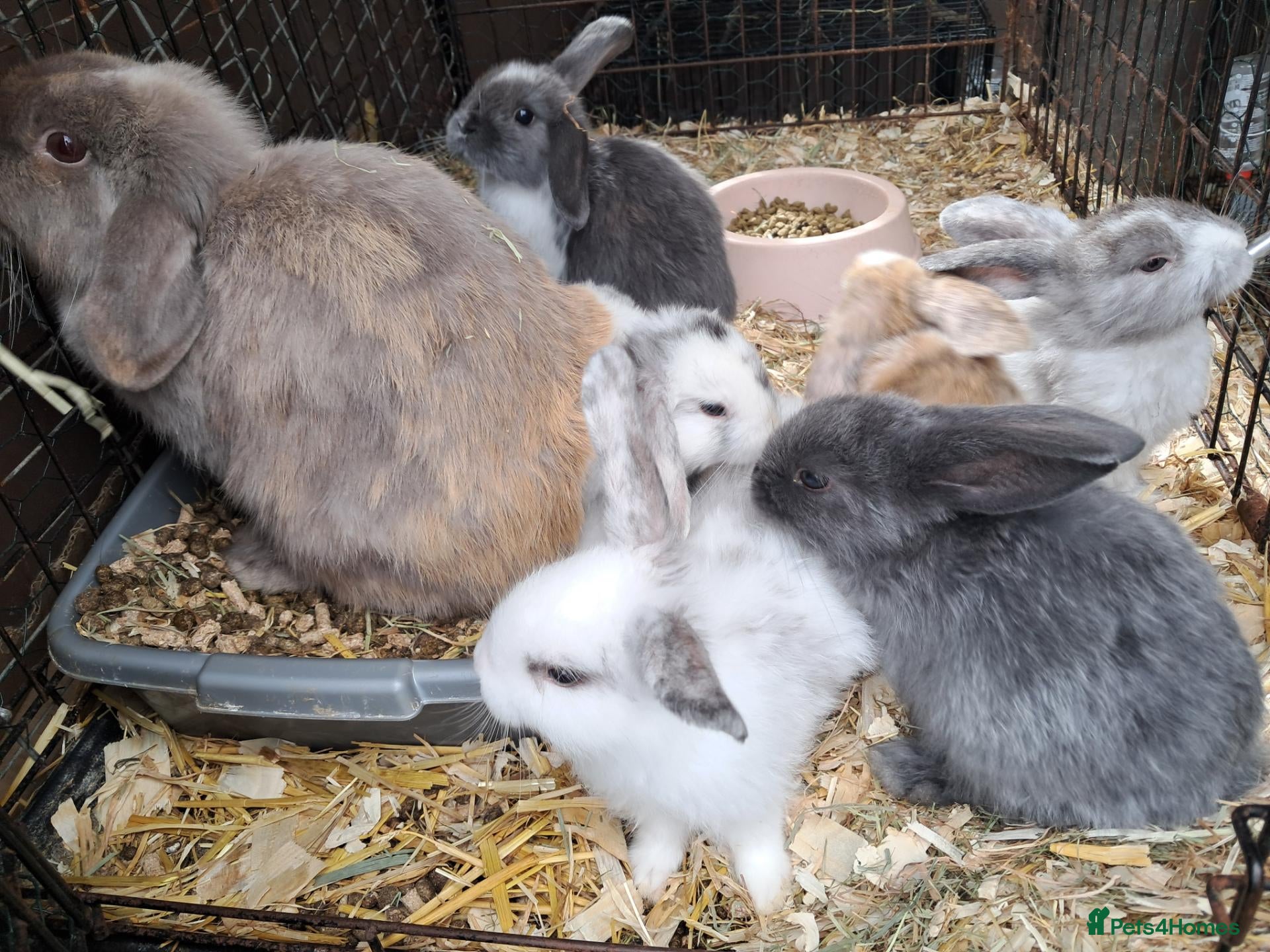 Mini Lop rabbits Baby lops - Advert 1