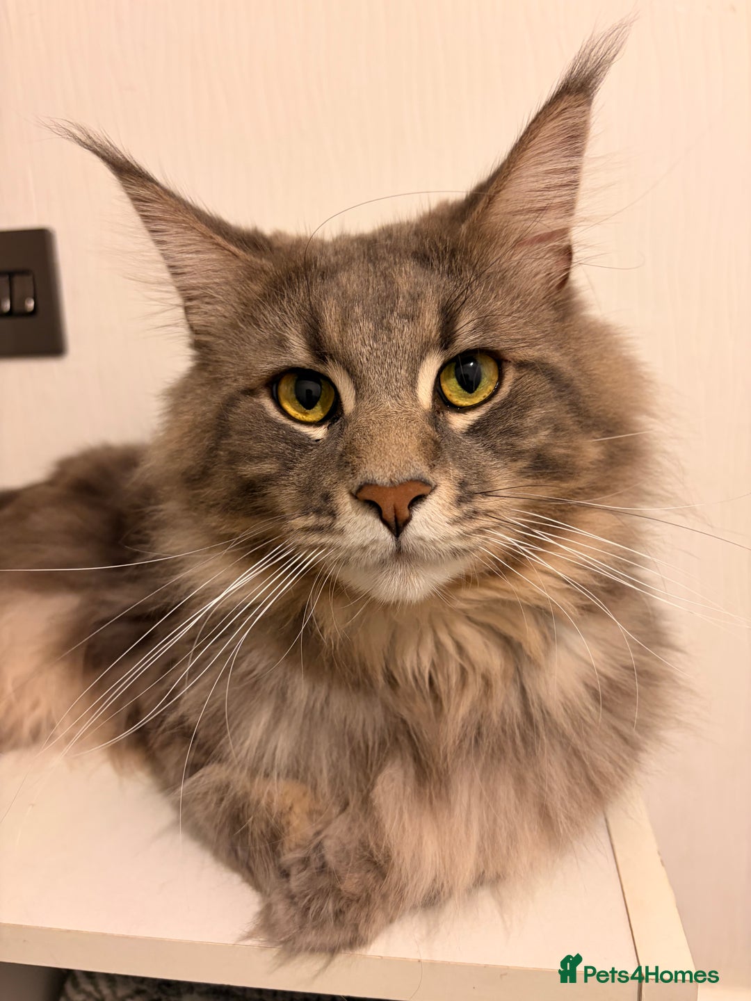 Maine Coon cats for sale: 🐾 Stunning Maine Coon for Sale – Lennox 🐾 - Advert 1