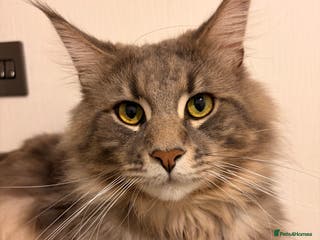 Maine Coon cats 🐾 Stunning Maine Coon for Sale – Lennox 🐾 - Advert 10