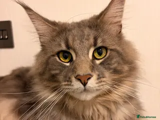 Maine Coon cats 🐾 Stunning Maine Coon for Sale – Lennox 🐾 - Advert 14