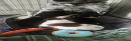 Mixed Breed dogs for sale: Dollie x Long Haired Border Collie Puppies  in Campbeltown - Advert 10