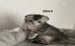 Scottish Fold cats for sale: Scottish kittens - Image 6
