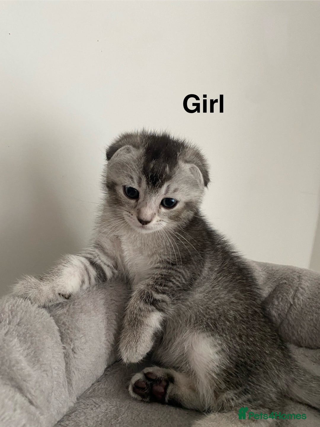 Scottish Fold cats for sale: Scottish kittens - Image 6