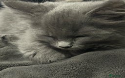 Ragdoll cats for sale: Rigdoll kittens  - Image 6