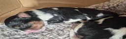 Jack Russell dogs for sale: Jack Russell puppies  - Advert 4