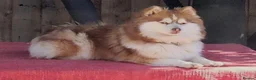 Pomsky dogs for sale: Micro F4 blue pomsky pup's  - Advert 31