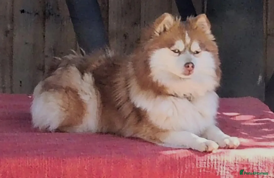 Pomsky dogs for sale: Micro F4 blue pomsky pup's  - Advert 31