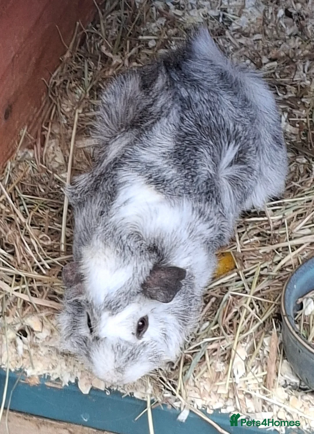 Guinea Pig rodents for sale: Male guinea pig in Sudbury - Advert 3