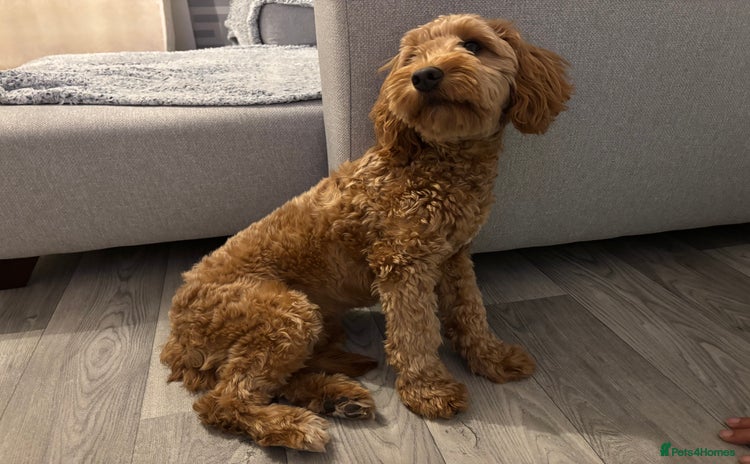 Cockapoo dogs - Advert 15