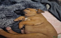 Bullmastiff dogs for sale: Bullmastiff puppy female  - Image 2