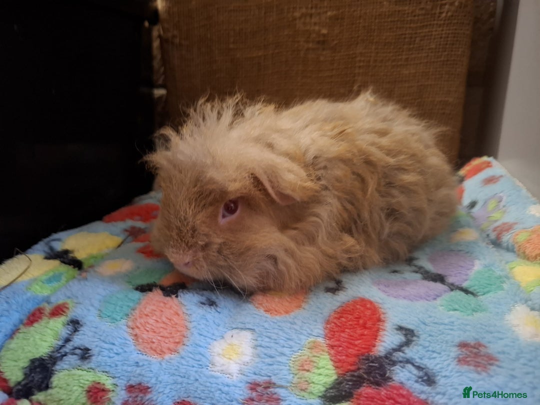 Guinea Pig rodents for sale: Baby Boars Different Breeds/Young Adult Sheltie in Swadlincote - Image 17