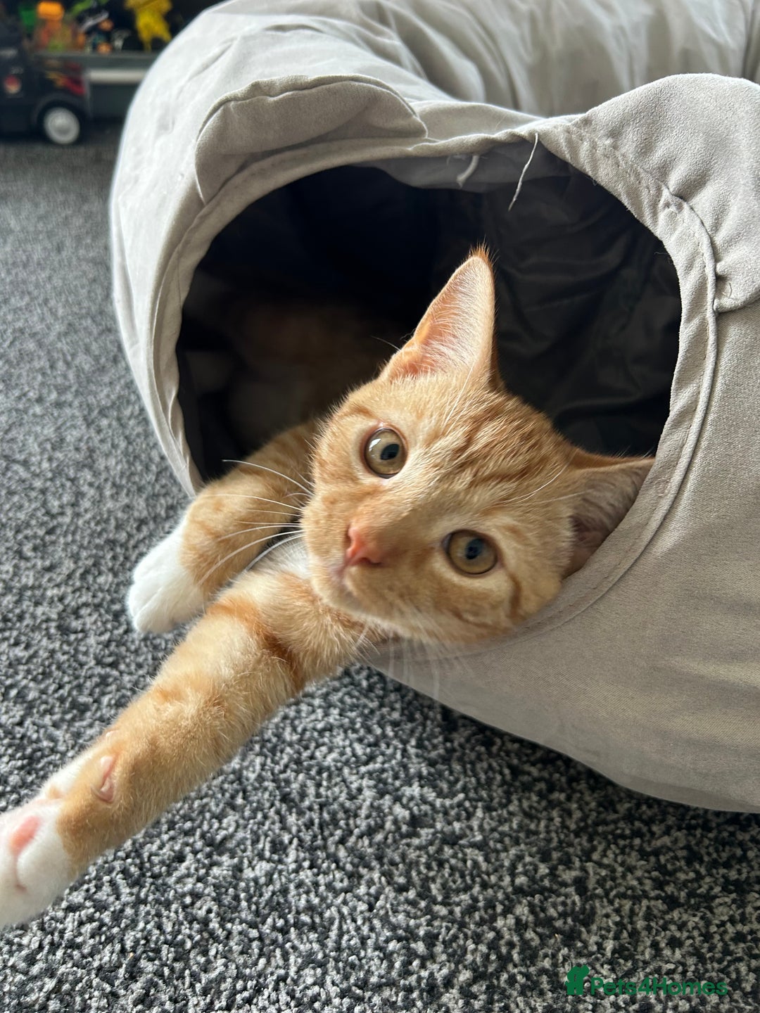 Mixed Breed cats for sale: 8month old male kitten - Advert 8