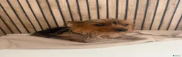 Yorkshire Terrier dogs for sale: Yorkshire terrier female  - Advert 6