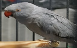 Ringnecks birds for sale: Ring neck Bonded pair  - Image 5