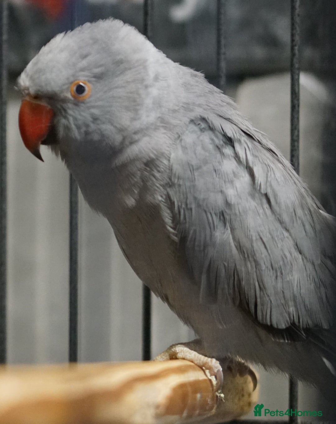 Ringnecks birds for sale: Ring neck Bonded pair  - Image 5