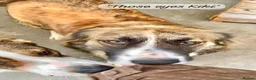 Mixed Breed dogs for adoption: Kiki, 6 yrs approx. Reserved STC. - Advert 3