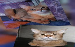 Chausie cats for sale: Adorable Chausie Kittens – 2 males & 1 female - Image 10