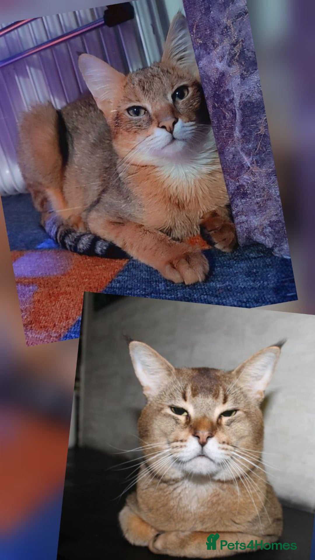 Chausie cats for sale: Adorable Chausie Kittens – 2 males & 1 female - Image 10