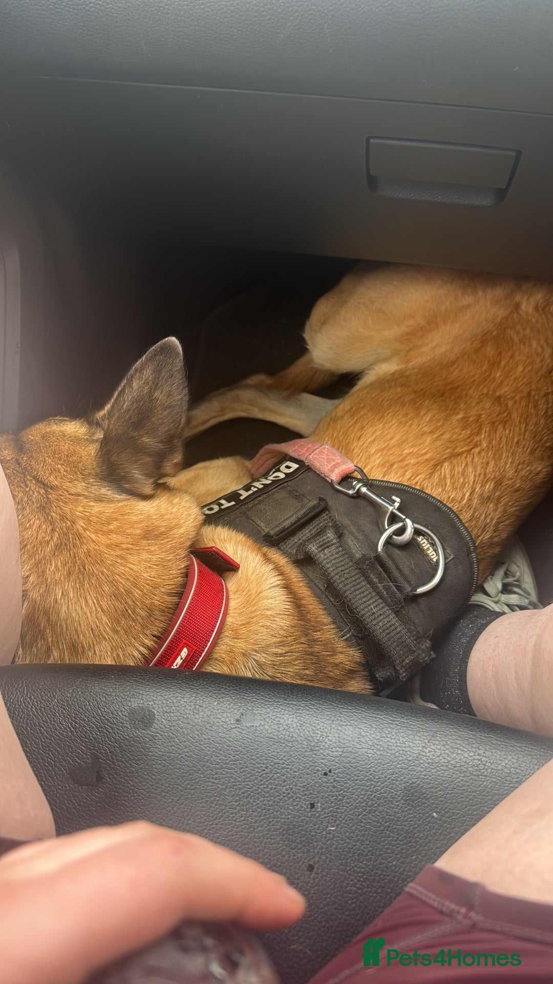 Belgian Shepherd Dog dogs for sale: Beautiful Mali  - Advert 2